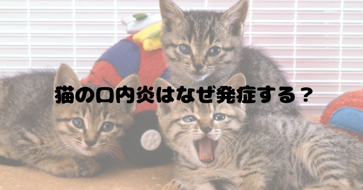猫の口内炎はなぜ発症するの画像