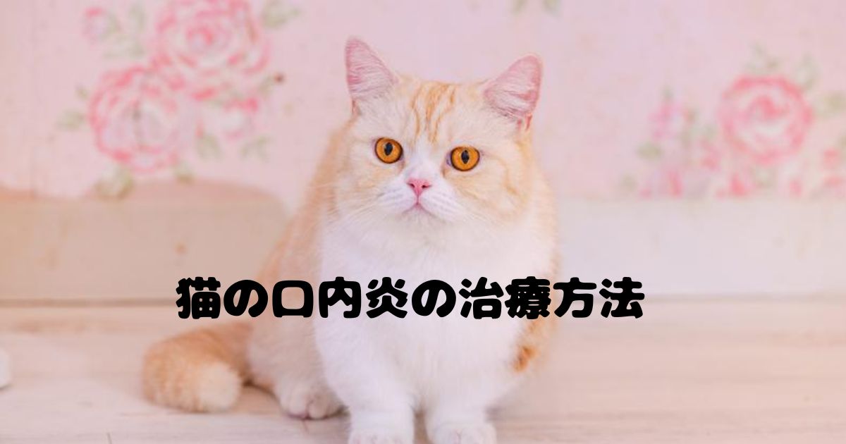 猫の口内炎の画像