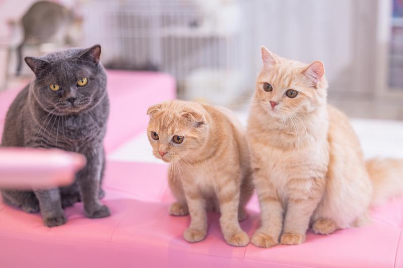 おすすめキャットフードの画像