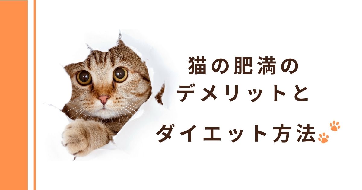 猫の肥満のデメリットとダイエット方法の画像