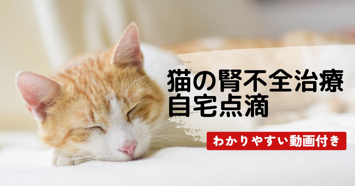 猫の腎不全治療。自宅点滴の画像
