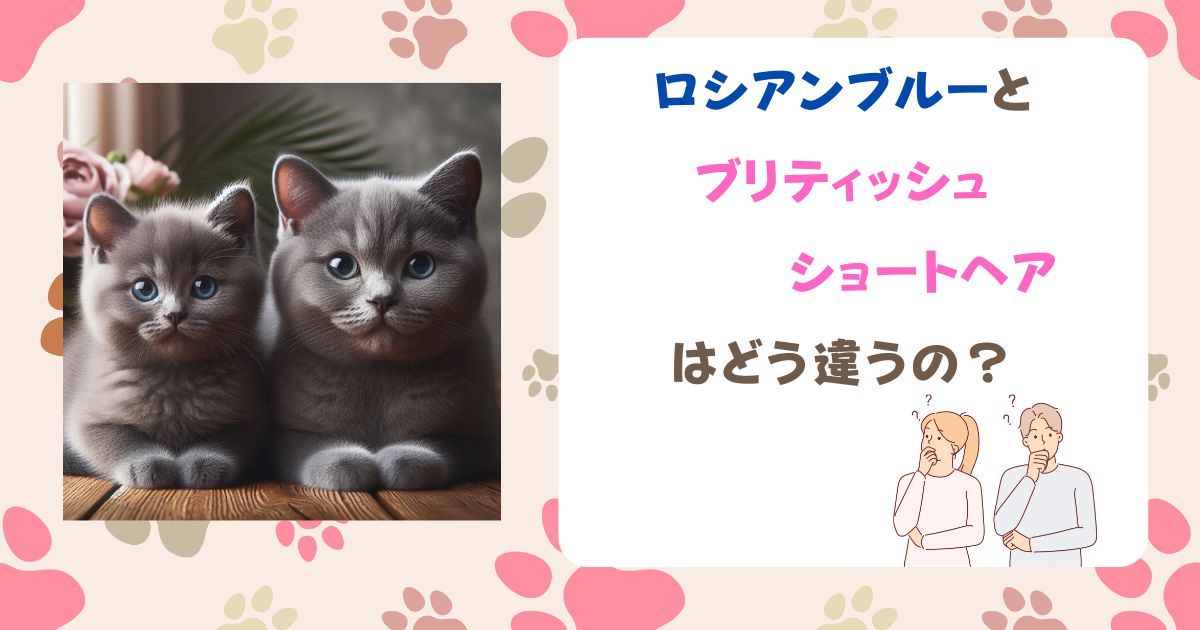 ロシアンブルーとブリティッシュショートヘアはどう違うの？