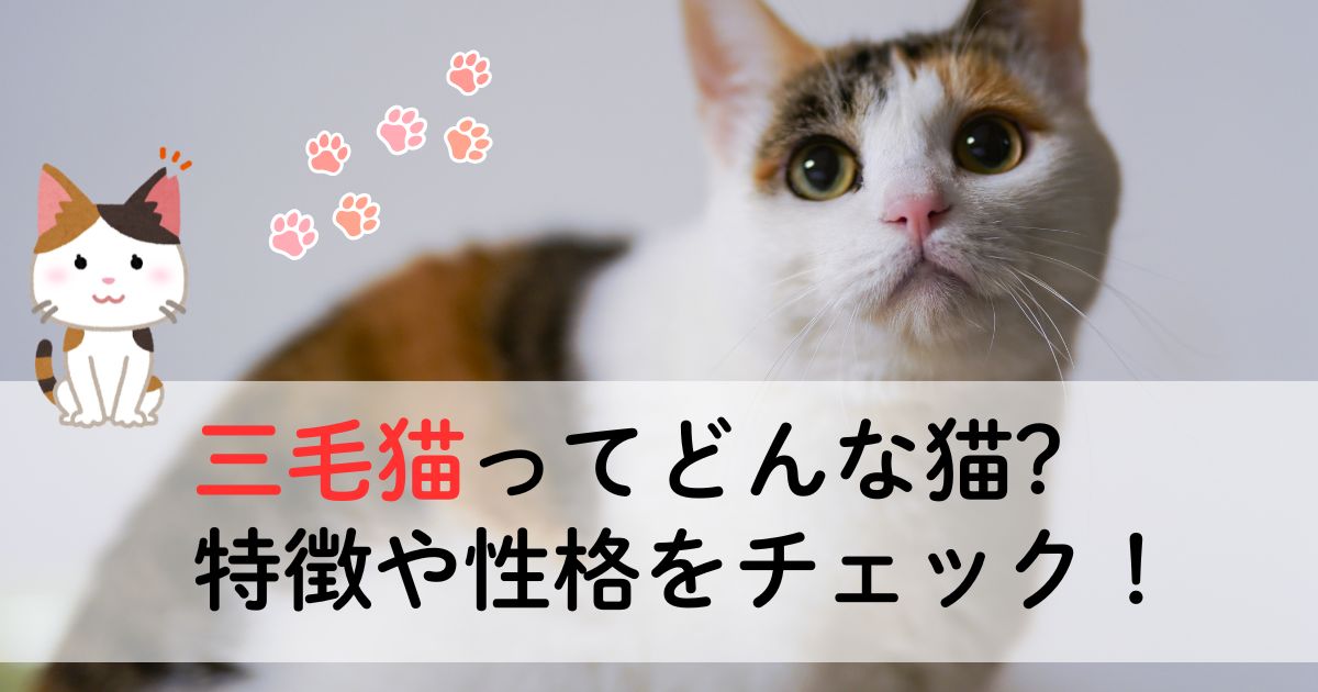 三毛猫ってどんな猫?特徴や性格をチェック！